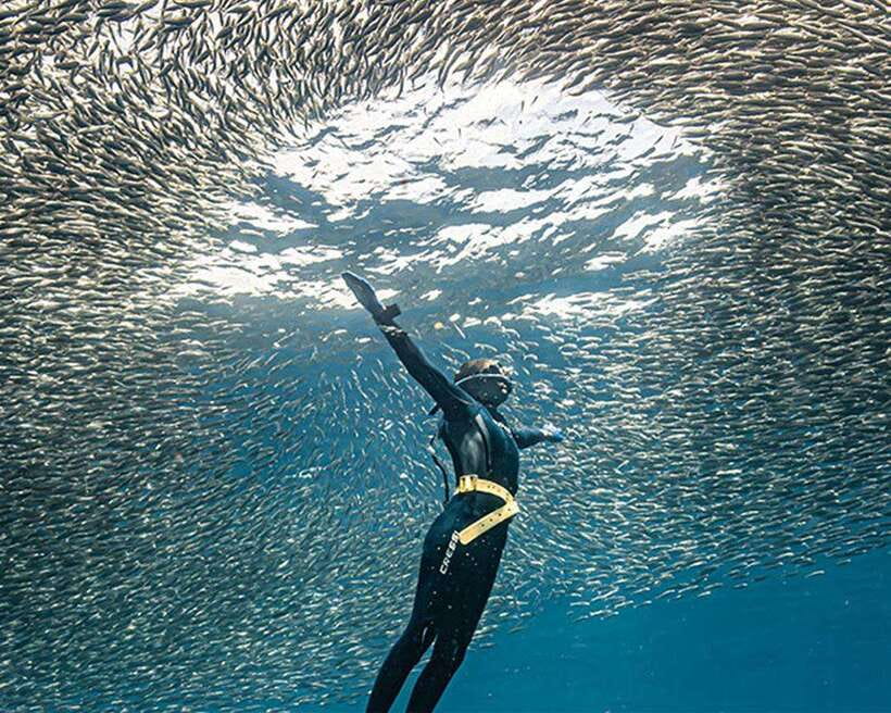 Panglao: Napaling Reef and Sardines Freediving Experience - Why Napaling Reef in Panglao Is Worth the Sardine Hype
