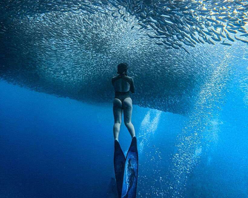 Panglao: Napaling Reef and Sardines Freediving Experience - How the 1-Hour Breath-hold Experience Runs From the Panglao Academy