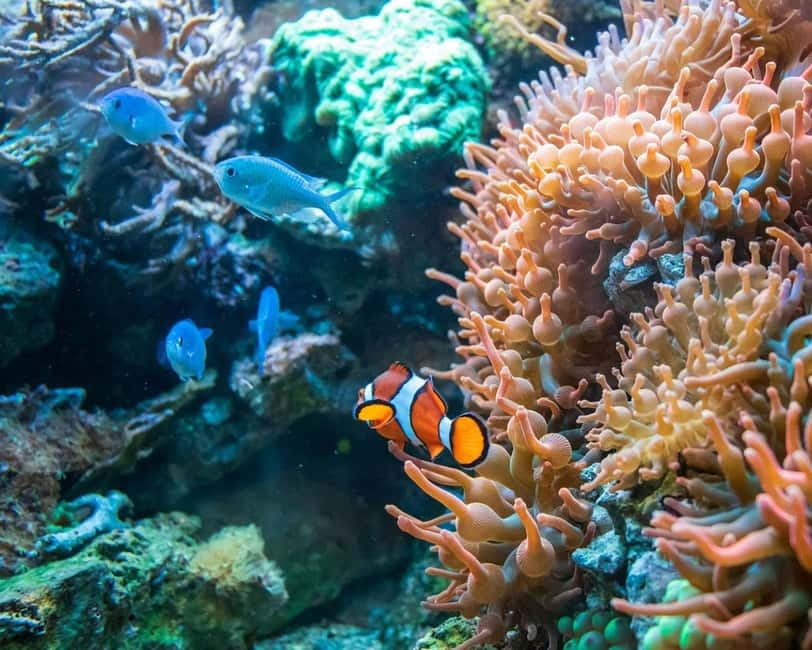 Panglao: Snorkeling at NapalingReef with Sardines Experience - Gear fitting, instructions, and staying comfortable without being a swimmer