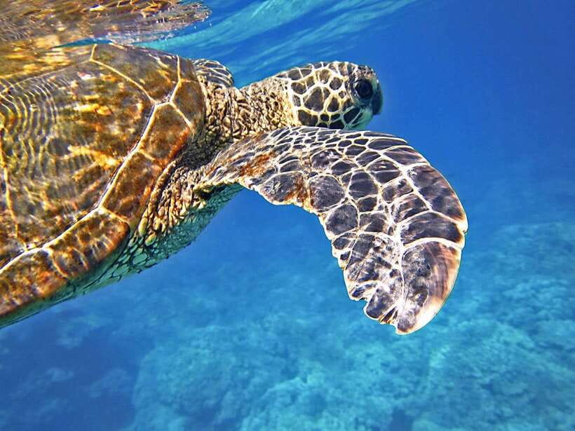 Port Barton: Island Hopping to Turtle Spot & Reef with Lunch - Stop by stop: what your day looks like on the water