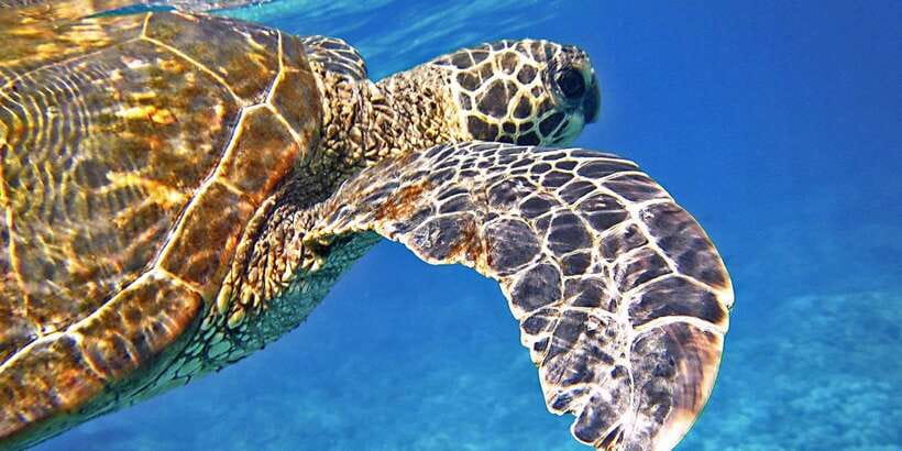 Port Barton: Island Hopping to Turtle Spot & Reef with Lunch - Price and value: is $36 per person a good deal?