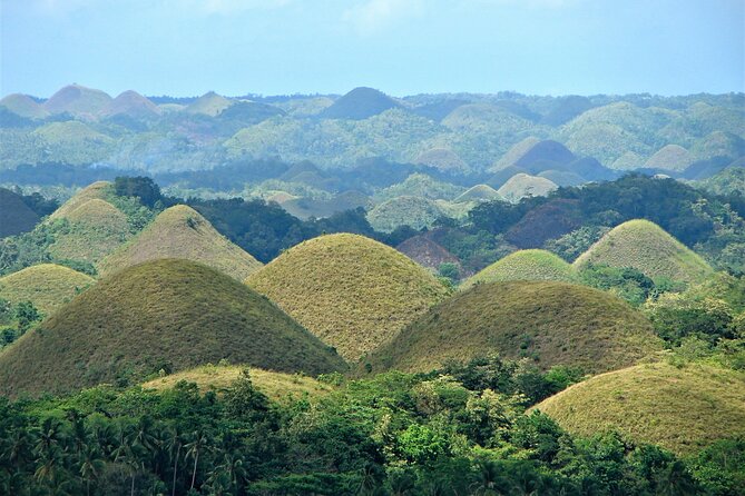 Private Bohol and Chocolate Hills with Loboc River Cruise - Chocolate Hills, plus the Bilar mahogany roadside that frames the view