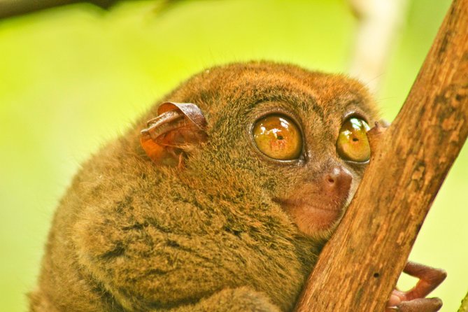 Private Day Trip Cebu to Bohol w/ Chocolate Hills & Loboc Cruise - Chocolate Hills Natural Monument: the main payoff, plus an optional ATV pulse
