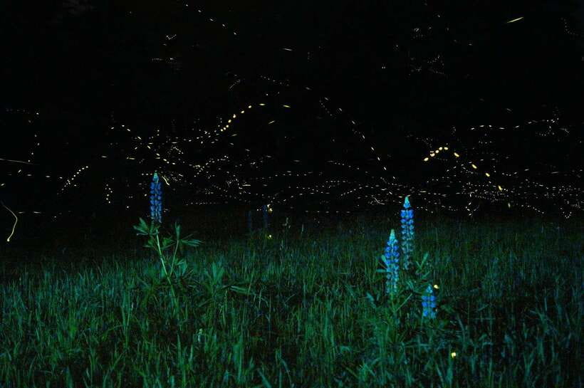 Puerto Princesa: Firefly Watching Bay Cruise with Dinner - Quick take: what makes this night cruise worth it
