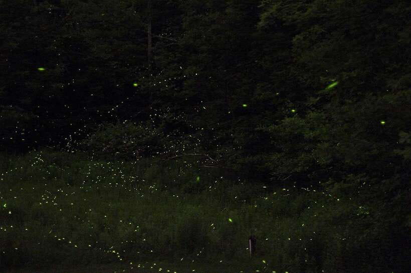 Puerto Princesa: Firefly Watching Bay Cruise with Dinner - Dinner on board: filling, local-style, and timed well