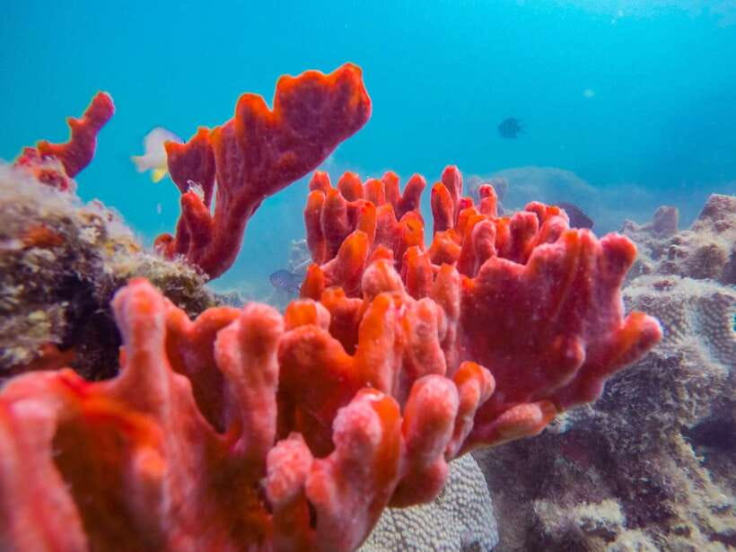 Puerto Princesa: Private Honda Bay Island Hopping Tour - Key things I’d circle before you book