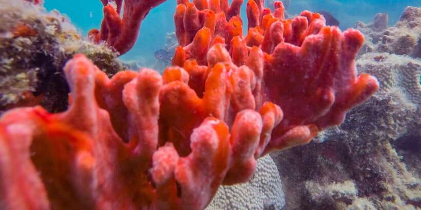 Puerto Princesa: Private Honda Bay Island Hopping Tour - Gear, comfort, and small rules that keep the day smooth