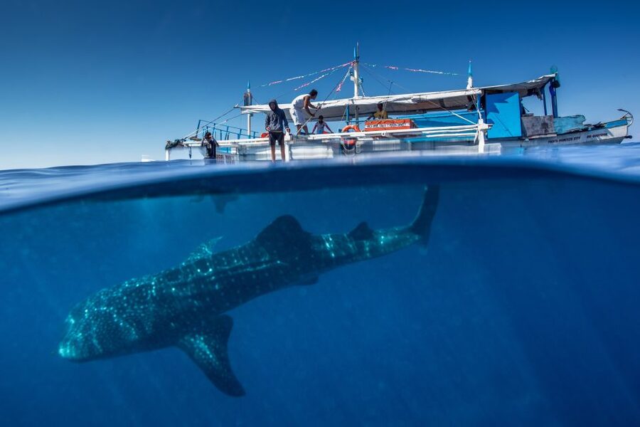 Puerto Princesa: Swim with Whale Sharks Boat Cruise - Key points before you go