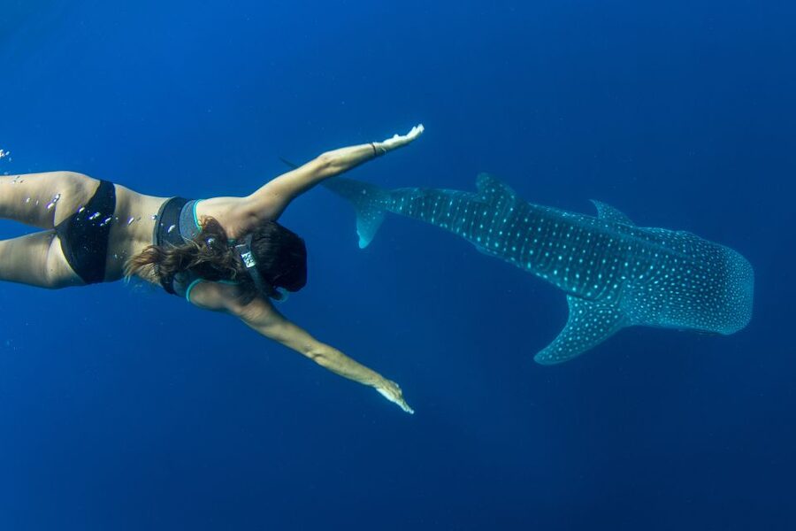 Puerto Princesa: Swim with Whale Sharks Boat Cruise - Whale Shark Snorkeling Off Puerto Princesa: What Makes This Cruise Work
