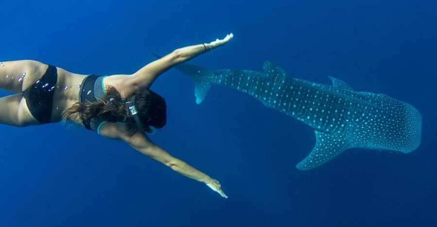 Puerto Princesa: Swim with Whale Sharks Boat Cruise - Getting from your hotel to Baywalk: Timing that keeps the day smooth
