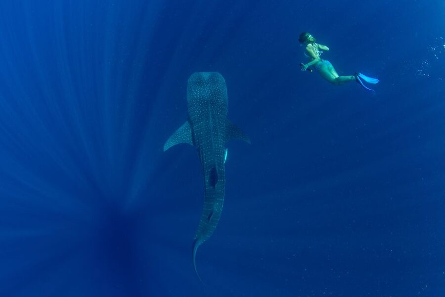 Puerto Princesa: Swim with Whale Sharks Boat Cruise - Lunch onboard: Keeping energy up for a long wildlife day