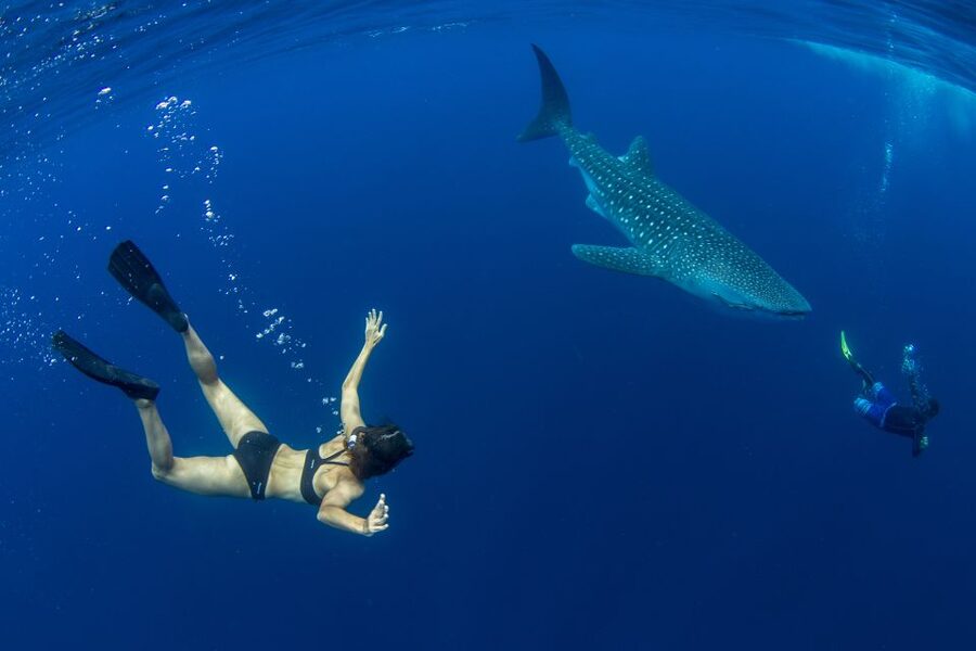 Puerto Princesa: Swim with Whale Sharks Boat Cruise - Price and value: Is $60 a fair deal for this 6.5 hour day?