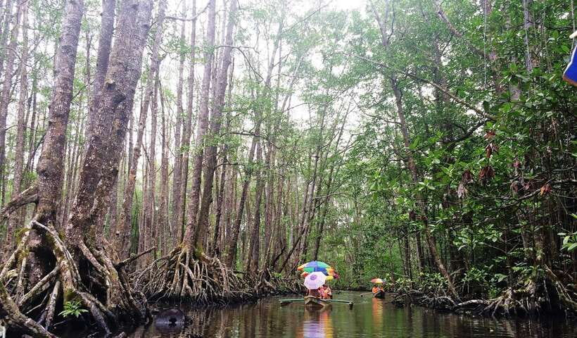 Puerto Princesa: Underground River, Zipline, Paddleboat Tour - Mangrove Paddleboat: Wildlife Spotting at a Chilled Pace