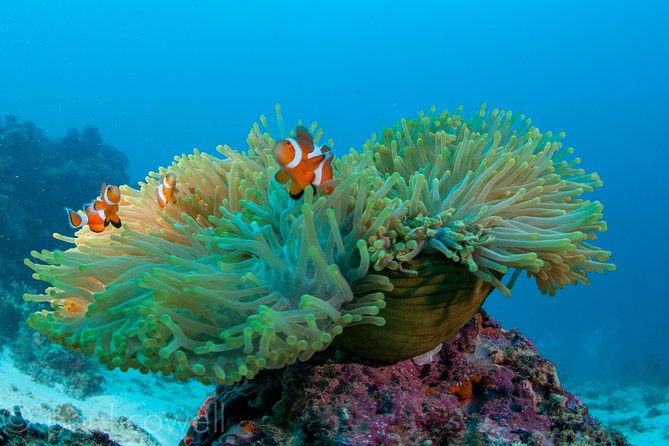 Scuba Diver Course (PADI) - Your Training Start at Shangri-La Mactan, Scotty’s Doorstep