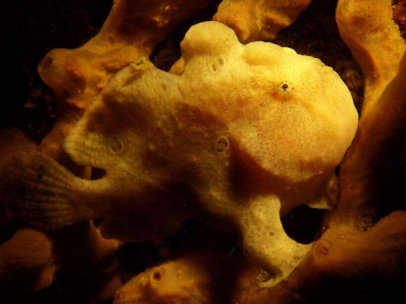 Scuba Diving in Boracay: SSI Basic Diver for Beginners - FAQ