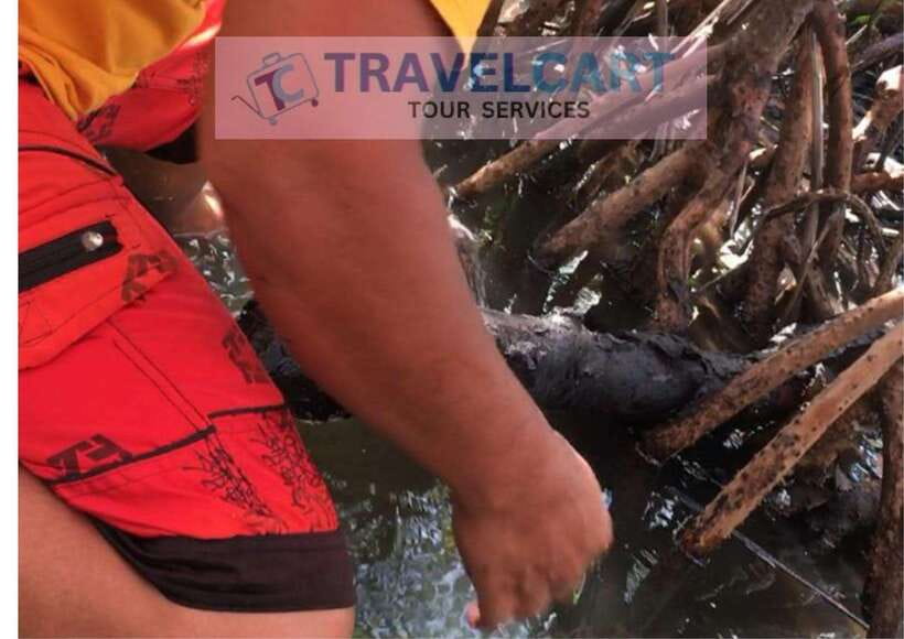 Shared Underground River with Mangrove Paddle Boat & LUNCH - The mangrove paddle boat tour: calm water, community guides, and Tamilok