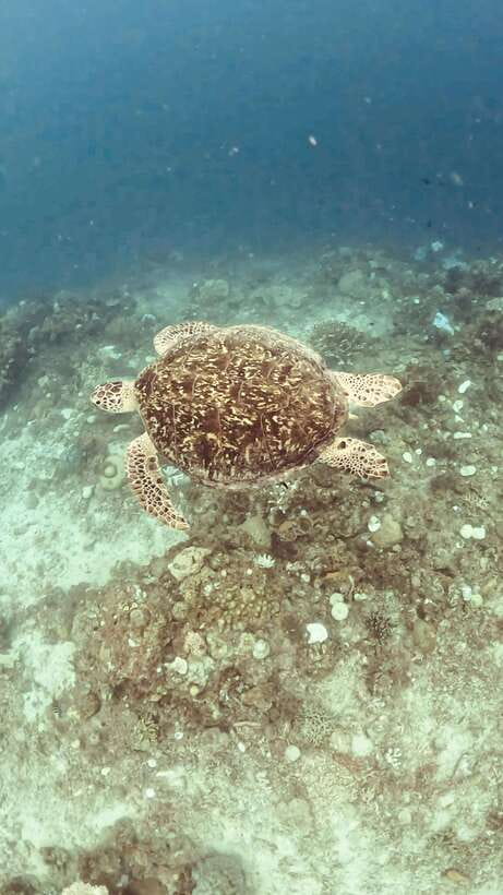 Siquijor: Freediving Adventure with Lunch and Beach Time - Key highlights to know
