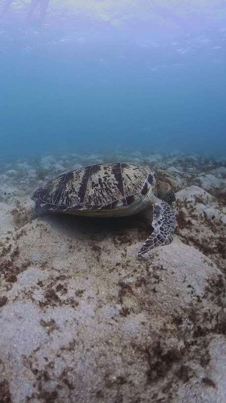 Siquijor: Freediving Adventure with Lunch and Beach Time - A one-day Siquijor plan that balances water time and land time