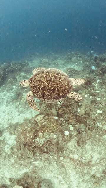 Siquijor: Freediving Adventure with Lunch and Beach Time - Who this tour is perfect for