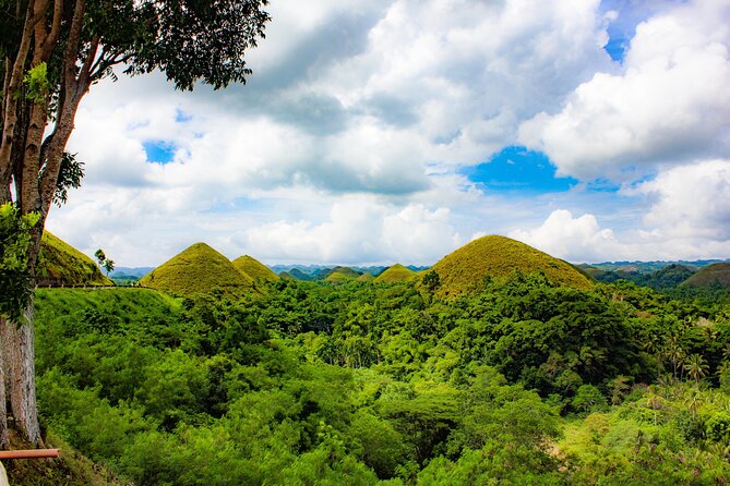 The tour of the must-see sites of Bohol - Bilar Man-Made Forest: A Quick Shade Reset