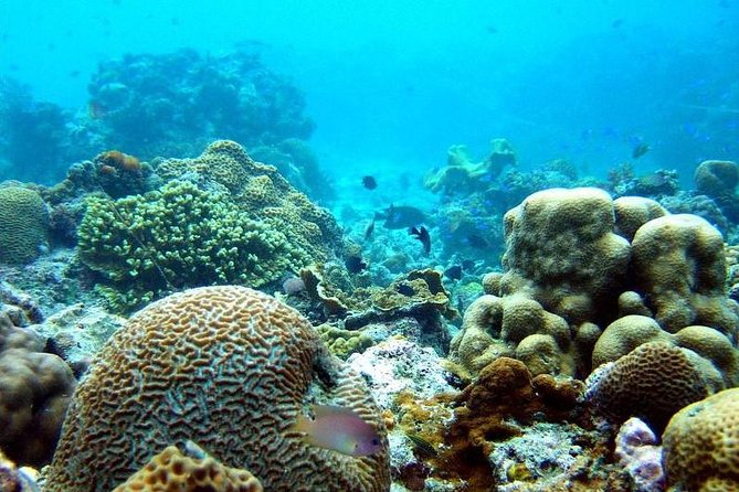 The Ultimate Rush: Moalboal Sardine Run and Kawasan Canyoneering - Entering a Cebu power day: the 4:00 am rhythm and 10-hour flow