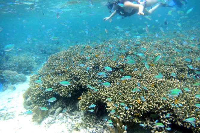 Twin Island Snorkeling Adventure at Hiltungan and Nalsuan - What makes Nalusuan snorkeling feel beginner-friendly