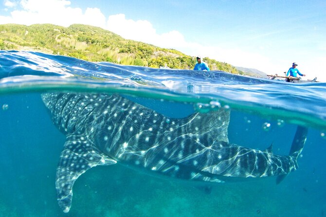 Whale Shark, Canyoneering, Sardines Run and Turtles with Transpo - Key highlights to know before you go