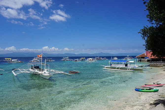 Whale Shark, Canyoneering, Sardines Run and Turtles with Transpo - A 3-stop Cebu day: whale sharks, Kawasan Falls, sardines and turtles