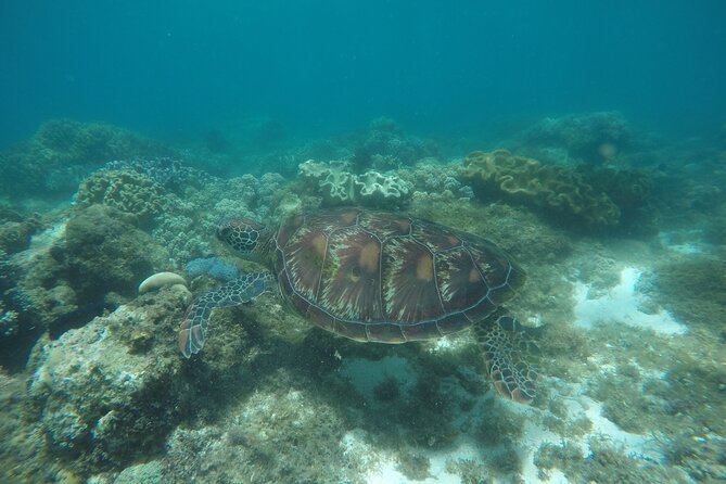 Whale Shark, Canyoneering, Sardines Run and Turtles with Transpo - The early 3:00 am start, and how to handle a 10 to 12 hour day