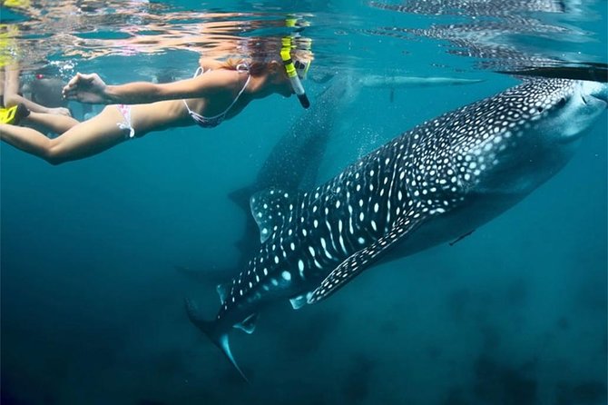 Whale Shark Encounter and Sumilon Sandbar with Kawasan Falls - Sumilon Island Sandbar: Beach Time After Lunch, Up to 2 Hours