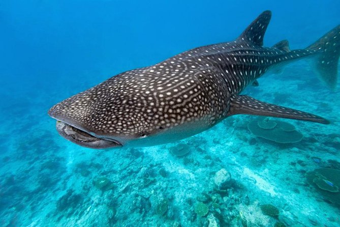 Whale Shark Encounter and Sumilon Sandbar with Kawasan Falls - Kawasan Falls: The Longest Water Stop, Up to 3 Hours