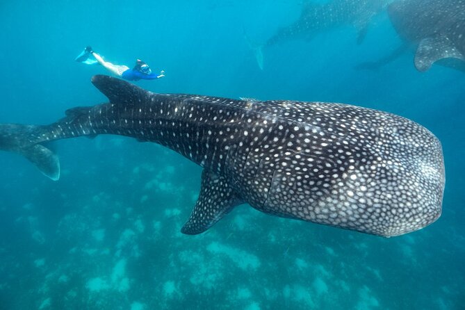 Whale Shark Encounter and Tumalog Waterfalls Tour - Key Points Worth Knowing