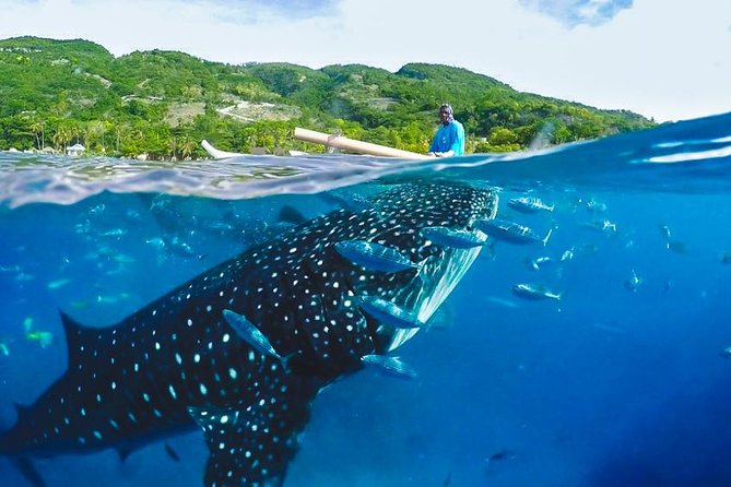 Whale Shark Encounter and Tumalog Waterfalls Tour - Why Oslob Whale Sharks Feel Special On This Tour
