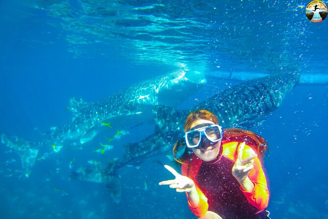Whale Shark Swimming, Tumalog Falls and Kawasan Canyoneering - Key highlights you will feel all day