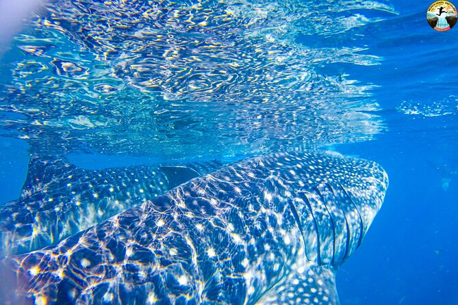 Whale Shark Swimming, Tumalog Falls and Kawasan Canyoneering - What I would watch for before you book