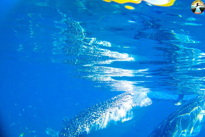 Whale Shark Swimming, Tumalog Falls and Kawasan Canyoneering - Stop 1, Oslob whale sharks: snorkeling, safe distance, and the feeling of scale