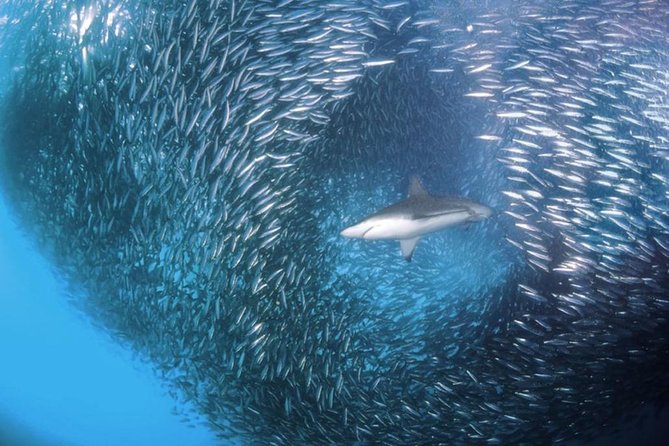 Whale Shark & Tumalog Falls & Sumilon Sandbar & Pescador Island with Sardines - Moalboal sardines and sea turtles: short time, big visual impact