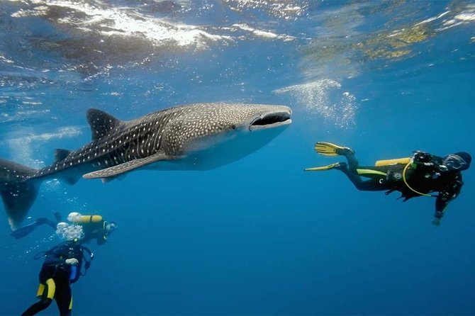 Whale Shark Watching and Sumilon Sandbar Private Tour Package - The 3:30 am Start: How the Day Flows Without Chaos
