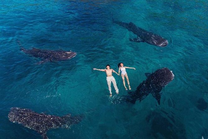 Whale Shark Watching & Tumalog Falls & Kawasan Falls - Key things I’d watch for before you go