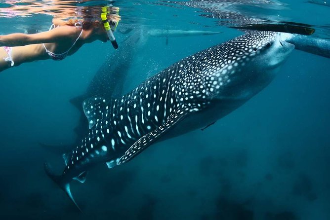 Whale Shark Watching & Tumalog Falls & Kawasan Falls - A 4:00 am start that keeps the day efficient