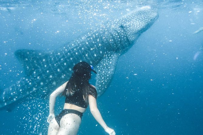 Whale Shark Watching & Tumalog Falls & Kawasan Falls - What you’ll get for the whole 14-hour day