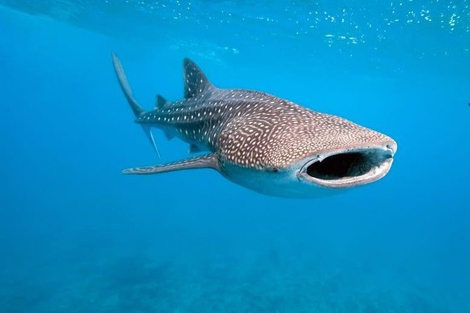 Whale Shark Watching with Sumilon Sandbar and Kawasan Falls Tour - Tumalog Falls: optional, easy to reach, and closed on schedule