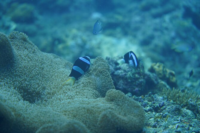 Wonderful Snorkeling Trip from Manila! updated 2023*** - Price and Value: Is $125 a Fair Deal?