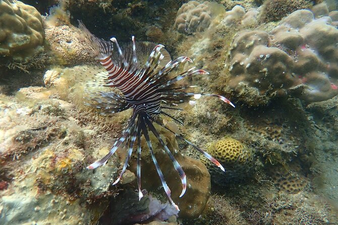 Wonderful Snorkeling Trip from Manila! updated 2023*** - From the Shore to the Coral in Just 10 Minutes